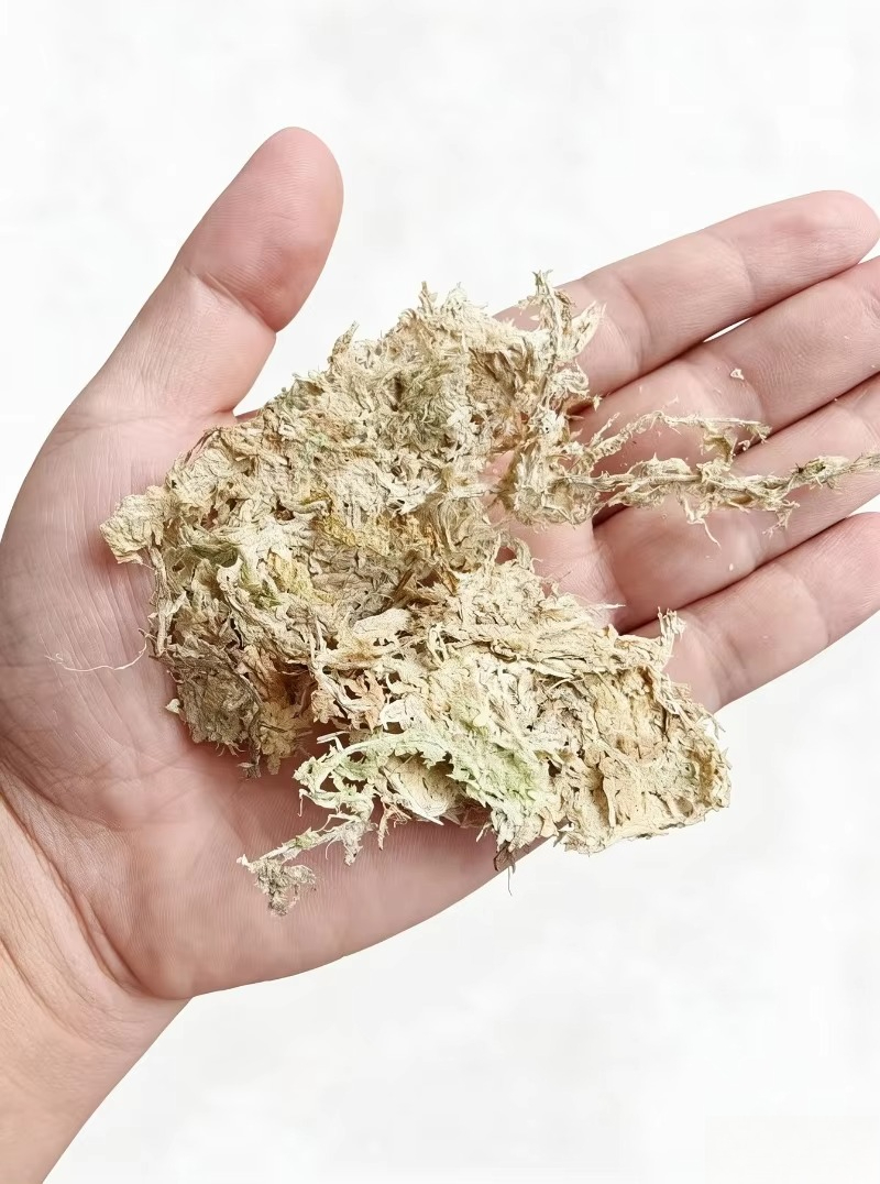 Musgo de esfagno de primera ca - Sphagnum Moss Dry reseña y precio