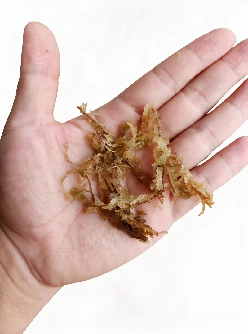 Musgo de esfagno de primera ca - Sphagnum Moss Dry reseña y precio