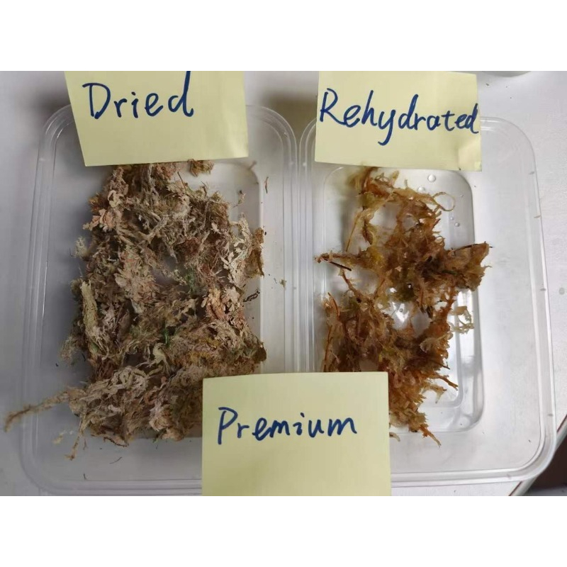 Musgo de esfagno de primera ca - Sphagnum Moss Dry reseña y precio