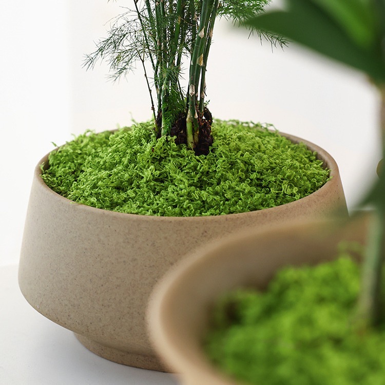 Paquete grande de musgo Artifi - Sphagnum Moss Dry reseña y precio
